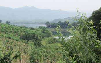 赤壁水果采摘